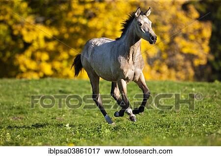 Stock Photo - "Quarter Horse, yearling, buckskin, galloping across a meadow in autumn, North Tyrol, Austria, Europe". Fotosearch