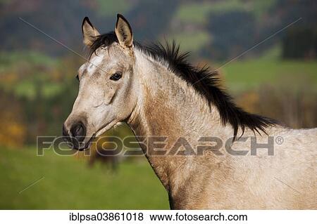"Quarter Horse, yearling, buckskin, North Tyrol, Austria, Europe" View Large Photo Image Stock Photo - "Quarter Horse, yearling, buckskin, North Tyrol, Austria, Europe". Fotosearch