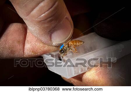 "Queen being prepared for shipping, bee-keeping" View Large Photo Image Stock Photo - "Queen being prepared for shipping, bee-keeping". Fotosearch