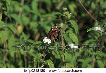 "Queen Butterfly (Danaus gilippus), Isabela, Galapagos, Ecuador, South America" View Large Photo Image Stock Image - "Queen Butterfly (Danaus gilippus), Isabela, Galapagos, Ecuador, South America". Fotosearch