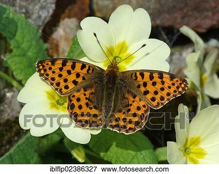 "Queen of Spain Fritillary (Issoria lathonia), adult male, just emerged from hibernation, feeding on Primrose (Primula vulgaris), flowers, Cannobina Valley, Italian Alps, Italy, Europe" View Large Photo Image Stock Photo - "Queen of Spain Fritillary (Issoria lathonia), adult male, just emerged from hibernation, feeding on Primrose (Primula vulgaris), flowers, Cannobina Valley, Italian Alps, Italy, Europe". Fotosearch