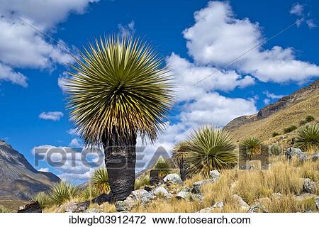Stock Image - "Queen of the Andes or Giant Bromeliad (Puya raimondii), Huascaran National Park, Andes, Huaraz, Ancash region, Peru, South America". Fotosearch