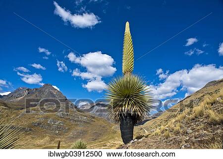 "Queen of the Andes or Giant Bromeliad (Puya raimondii), about 8 m high with inflorescence, the highest inflorescence in the world, symbol of Peru, Huascaran National Park, Andes, Huaraz, Ancash region, Peru, South America" View Large Photo Image Stock Image - "Queen of the Andes or Giant Bromeliad (Puya raimondii), about 8 m high with inflorescence, the highest inflorescence in the world, symbol of Peru, Huascaran National Park, Andes, Huaraz, Ancash region, Peru, South America". Fotosearch