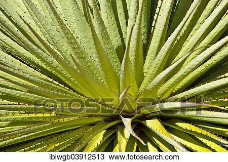 "Queen of the Andes or Giant Bromeliad (Puya raimondii), Huascaran National Park, Andes, Huaraz, Ancash region, Peru, South America" View Large Photo Image Stock Image - "Queen of the Andes or Giant Bromeliad (Puya raimondii), Huascaran National Park, Andes, Huaraz, Ancash region, Peru, South America". Fotosearch