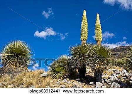 "Queen of the Andes or Giant Bromeliads (Puya raimondii), about 8 m high with inflorescence, the highest inflorescence in the world, symbol of Peru, Huascaran National Park, Andes, Huaraz, Ancash region, Peru, South America" View Large Photo Image Stock Photo - "Queen of the Andes or Giant Bromeliads (Puya raimondii), about 8 m high with inflorescence, the highest inflorescence in the world, symbol of Peru, Huascaran National Park, Andes, Huaraz, Ancash region, Peru, South America". Fotosearch