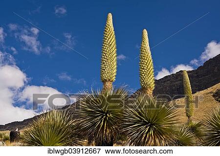 "Queen of the Andes or Giant Bromeliads (Puya raimondii), about 8 m high with inflorescence, the highest inflorescence in the world, symbol of Peru, Huascaran National Park, Andes, Huaraz, Ancash region, Peru, South America" View Large Photo Image Stock Photo - "Queen of the Andes or Giant Bromeliads (Puya raimondii), about 8 m high with inflorescence, the highest inflorescence in the world, symbol of Peru, Huascaran National Park, Andes, Huaraz, Ancash region, Peru, South America". Fotosearch