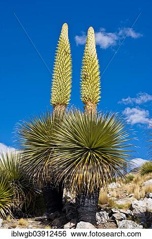 "Queen of the Andes or Giant Bromeliads (Puya raimondii), about 8 m high with inflorescence, the highest inflorescence in the world, symbol of Peru, Huascaran National Park, Andes, Huaraz, Ancash region, Peru, South America" View Large Photo Image Stock Photograph - "Queen of the Andes or Giant Bromeliads (Puya raimondii), about 8 m high with inflorescence, the highest inflorescence in the world, symbol of Peru, Huascaran National Park, Andes, Huaraz, Ancash region, Peru, South America". Fotosearch