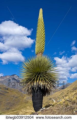 "Queen of the Andes (Puya raimondii), inflorescences about 8m high, highest inflorescence in the world, national flower of Peru, Huascaran National Park, Andes, Huaraz, Ancash Region, Peru, South America" View Large Photo Image Picture - "Queen of the Andes (Puya raimondii), inflorescences about 8m high, highest inflorescence in the world, national flower of Peru, Huascaran National Park, Andes, Huaraz, Ancash Region, Peru, South America". Fotosearch