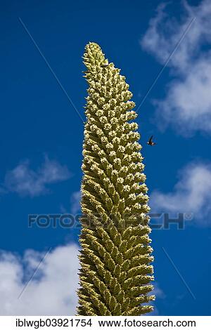 Picture - "Queen of the Andes (Puya raimondii), inflorescences about 8m high, highest inflorescence in the world, national flower of Peru, Huascaran National Park, Andes, Huaraz, Ancash Region, Peru, South America". Fotosearch