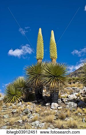 "Queen of the Andes (Puya raimondii), inflorescences about 8m high, highest inflorescence in the world, national flower of Peru, Huascaran National Park, Andes, Huaraz, Ancash Region, Peru, South America" View Large Photo Image Stock Image - "Queen of the Andes (Puya raimondii), inflorescences about 8m high, highest inflorescence in the world, national flower of Peru, Huascaran National Park, Andes, Huaraz, Ancash Region, Peru, South America". Fotosearch