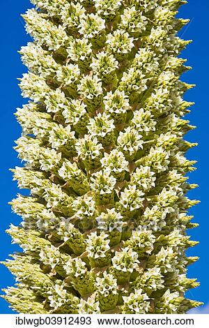 "Queen of the Andes (Puya raimondii), part of an inflorescences about 8m high, highest inflorescence in the world, national flower of Peru, Huascaran National Park, Andes, Huaraz, Ancash Region, Peru, South America" View Large Photo Image Stock Image - "Queen of the Andes (Puya raimondii), part of an inflorescences about 8m high, highest inflorescence in the world, national flower of Peru, Huascaran National Park, Andes, Huaraz, Ancash Region, Peru, South America". Fotosearch