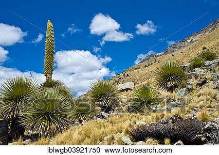 "Queen of the Andes (Puya raimondii), inflorescences about 8m high, highest inflorescence in the world, national flower of Peru, Huascaran National Park, Andes, Huaraz, Ancash Region, Peru, South America" View Large Photo Image Stock Image - "Queen of the Andes (Puya raimondii), inflorescences about 8m high, highest inflorescence in the world, national flower of Peru, Huascaran National Park, Andes, Huaraz, Ancash Region, Peru, South America". Fotosearch