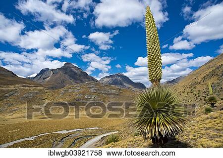 "Queen of the Andes (Puya raimondii), inflorescences about 8m high, highest inflorescence in the world, national flower of Peru, Huascaran National Park, Andes, Huaraz, Ancash Region, Peru, South America" View Large Photo Image Stock Photo - "Queen of the Andes (Puya raimondii), inflorescences about 8m high, highest inflorescence in the world, national flower of Peru, Huascaran National Park, Andes, Huaraz, Ancash Region, Peru, South America". Fotosearch
