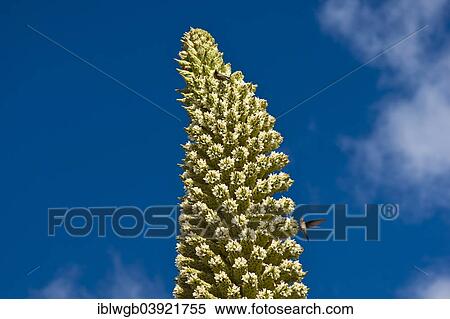 Stock Photography - "Queen of the Andes (Puya raimondii), inflorescences about 8m high, highest inflorescence in the world, national flower of Peru, Huascaran National Park, Andes, Huaraz, Ancash Region, Peru, South America". Fotosearch