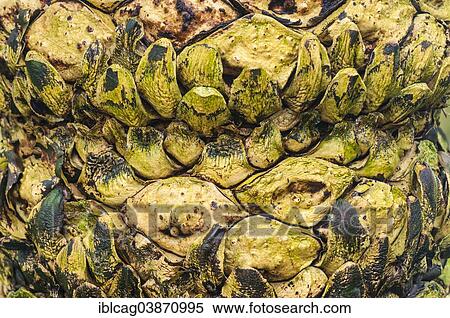 "Queen Sago (Cycas rumphii), bark structure from the falling off of leaves, native to Southeast Asia, Palm Garden, Frankfurt am Main, Hesse, Germany, Europe" View Large Photo Image Stock Photography - "Queen Sago (Cycas rumphii), bark structure from the falling off of leaves, native to Southeast Asia, Palm Garden, Frankfurt am Main, Hesse, Germany, Europe". Fotosearch