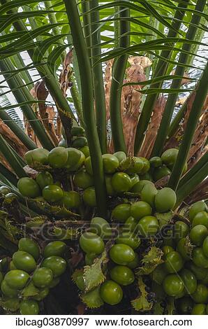 Stock Photo - "Queen Sago (Cycas rumphii), female plant with fruits, full-grown green leaves and fertile brown leaves, palm garden, native to Southeast Asia, Palm Garden, Frankfurt am Main, Hesse, Germany, Europe". Fotosearch