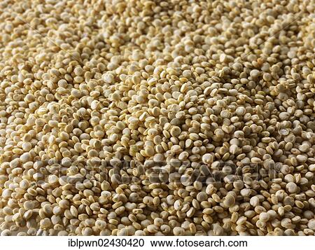 Stock Image - "Quinoa, Inca rice or millet Andes". Fotosearch