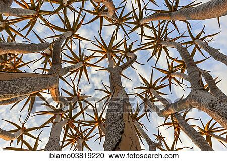 "Quiver tree (Aloe dichotoma), tubular branches pointing to sky, Keetmanshoop, Namibia, Africa" View Large Photo Image Stock Image - "Quiver tree (Aloe dichotoma), tubular branches pointing to sky, Keetmanshoop, Namibia, Africa". Fotosearch