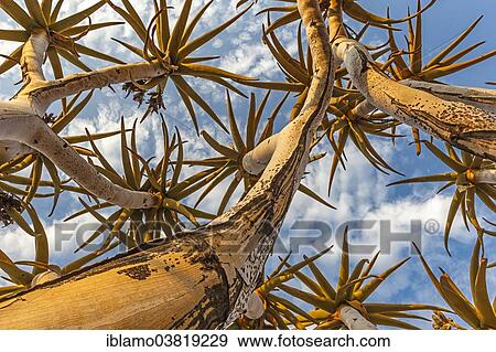 "Quiver tree (Aloe dichotoma), tubular branches pointing to sky, Keetmanshoop, Namibia, Africa" View Large Photo Image Stock Photo - "Quiver tree (Aloe dichotoma), tubular branches pointing to sky, Keetmanshoop, Namibia, Africa". Fotosearch