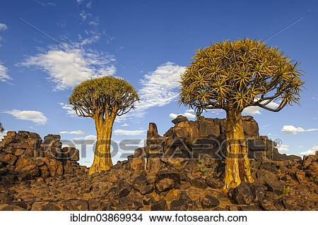 "Quiver Tree or Kokerbom (Aloe dichotoma) on a rocky plateau, Keetmanshoop, Karas Region, Namibia, Africa" View Large Photo Image Picture - "Quiver Tree or Kokerbom (Aloe dichotoma) on a rocky plateau, Keetmanshoop, Karas Region, Namibia, Africa". Fotosearch
