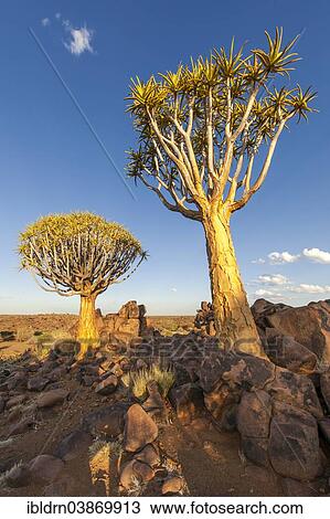 Stock Image - "Quiver Tree or Kokerbom (Aloe dichotoma) on a rocky plateau, Keetmanshoop, Karas Region, Namibia, Africa". Fotosearch