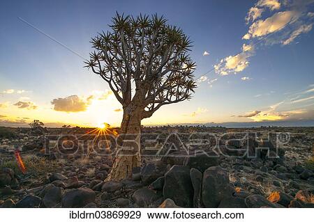 "Quiver Tree or Kokerbom (Aloe dichotoma) on a rocky plateau, Keetmanshoop, Karas Region, Namibia, Africa" View Large Photo Image Stock Photo - "Quiver Tree or Kokerbom (Aloe dichotoma) on a rocky plateau, Keetmanshoop, Karas Region, Namibia, Africa". Fotosearch