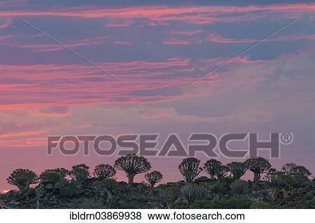 Stock Photo - "Quiver Tree or Kokerbom (Aloe dichotoma), Keetmanshoop, Karas Region, Namibia, Africa". Fotosearch