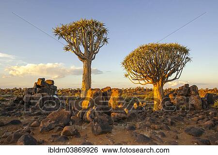 "Quiver Tree or Kokerbom (Aloe dichotoma) on a rocky plateau, Keetmanshoop, Karas Region, Namibia, Africa" View Large Photo Image Stock Photograph - "Quiver Tree or Kokerbom (Aloe dichotoma) on a rocky plateau, Keetmanshoop, Karas Region, Namibia, Africa". Fotosearch