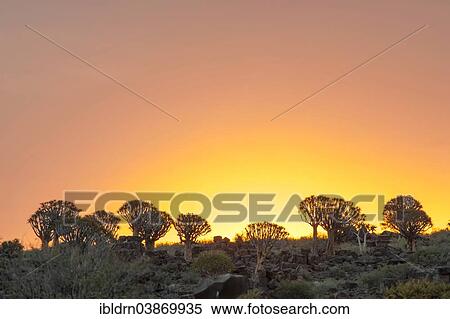 Stock Photography - "Quiver Tree or Kokerbom (Aloe dichotoma) on a rocky plateau, Keetmanshoop, Karas Region, Namibia, Africa". Fotosearch