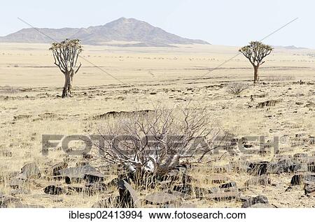Quiver Tree or Kokerboom (Aloe dichotoma) near Kuiseb Canyon, Namib-Wuste, Namibia, Africa View Large Photo Image Picture - Quiver Tree or Kokerboom (Aloe dichotoma) near Kuiseb Canyon, Namib-Wuste, Namibia, Africa. Fotosearch