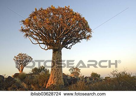 Picture - "Quiver Tree or Kokerboom (Aloe dichotoma) in the early morning light, Keetmanshoop, Karas Region, Namibia, Africa". Fotosearch