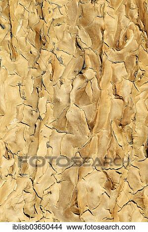 Picture - "Quiver Tree or Kokerboom (Aloe dichotoma), bark, Keetmanshoop, Karas Region, Namibia, Africa". Fotosearch