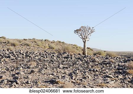 Stock Image - "Quiver tree or Kokerboom (Aloe dichotoma), Namibia, Africa". Fotosearch