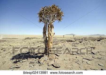 Quiver Tree or Kokerboom (Aloe dichotoma) near Kuiseb Canyon, Namib-Wuste, Namibia, Africa View Large Photo Image Stock Image - Quiver Tree or Kokerboom (Aloe dichotoma) near Kuiseb Canyon, Namib-Wuste, Namibia, Africa. Fotosearch