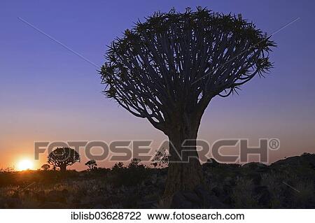 "Quiver Tree or Kokerboom (Aloe dichotoma) at sunset, Keetmanshoop, Karas Region, Namibia, Africa" View Large Photo Image Stock Image - "Quiver Tree or Kokerboom (Aloe dichotoma) at sunset, Keetmanshoop, Karas Region, Namibia, Africa". Fotosearch