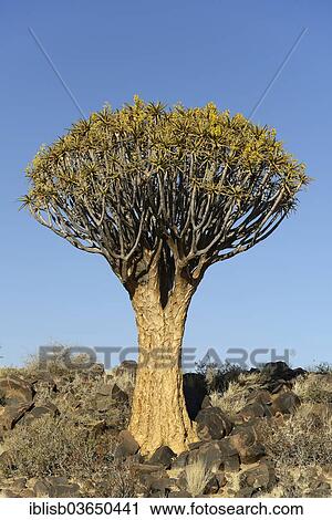 "Quiver Tree or Kokerboom (Aloe dichotoma), Keetmanshoop, Karas Region, Namibia, Africa" View Large Photo Image Stock Image - "Quiver Tree or Kokerboom (Aloe dichotoma), Keetmanshoop, Karas Region, Namibia, Africa". Fotosearch
