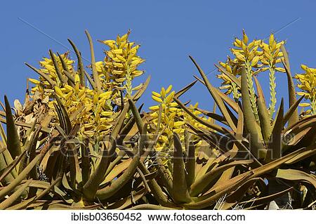 Stock Image - "Quiver Tree or Kokerboom (Aloe dichotoma), flowers, Keetmanshoop, Karas Region, Namibia, Africa". Fotosearch
