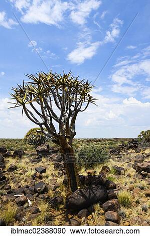 "Quiver Tree or Kokerboom (Aloe dichotoma), Quiver Tree Forest, Keetmanshoop, Namibia, Africa" View Large Photo Image Stock Image - "Quiver Tree or Kokerboom (Aloe dichotoma), Quiver Tree Forest, Keetmanshoop, Namibia, Africa". Fotosearch