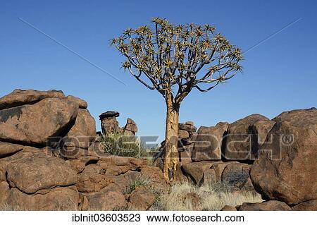 Stock Image - "Quiver Tree or Kokerboom (Aloe dichotoma) and rock formations at the """"Giants' Playground"""", Karas Region, Namibia, Africa". Fotosearch