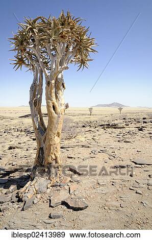 Stock Photo - Quiver Tree or Kokerboom (Aloe dichotoma) near Kuiseb Canyon, Namib-Wuste, Namibia, Africa. Fotosearch