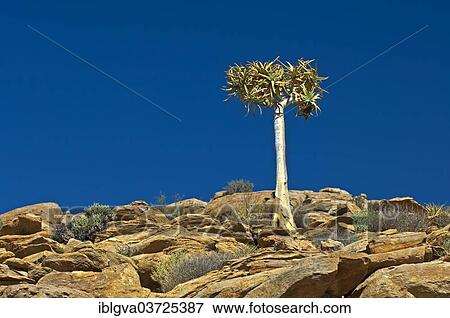 "Quiver Tree or Kokerboom (Aloe dichotoma), Goegap Nature Reserve, Springbok, Namaqualand, Northern Cape, South Africa, Africa" View Large Photo Image Stock Photo - "Quiver Tree or Kokerboom (Aloe dichotoma), Goegap Nature Reserve, Springbok, Namaqualand, Northern Cape, South Africa, Africa". Fotosearch