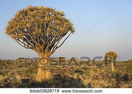 "Quiver Tree or Kokerboom (Aloe dichotoma), Keetmanshoop, Karas Region, Namibia, Africa" View Large Photo Image Stock Photo - "Quiver Tree or Kokerboom (Aloe dichotoma), Keetmanshoop, Karas Region, Namibia, Africa". Fotosearch
