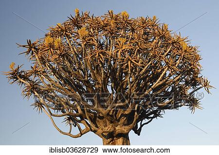 "Quiver Tree or Kokerboom (Aloe dichotoma) in the early morning light, Keetmanshoop, Karas Region, Namibia, Africa" View Large Photo Image Stock Photo - "Quiver Tree or Kokerboom (Aloe dichotoma) in the early morning light, Keetmanshoop, Karas Region, Namibia, Africa". Fotosearch
