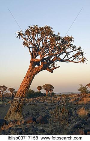 Stock Photo - "Quiver Tree or Kokerboom (Aloe dichotoma) in the early morning light, Keetmanshoop, Karas Region, Namibia, Africa". Fotosearch