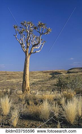 Stock Photograph - "Quiver Tree or Kokerboom (Aloe dichotoma) in the semi-desert, Grunau, Southern Region, Namibia, Africa". Fotosearch