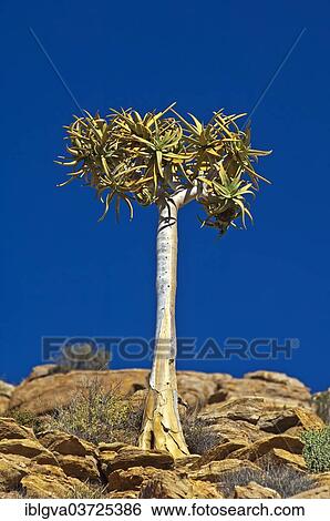 "Quiver Tree or Kokerboom (Aloe dichotoma), Goegap Nature Reserve, Springbok, Namaqualand, Northern Cape, South Africa, Africa" View Large Photo Image Stock Photograph - "Quiver Tree or Kokerboom (Aloe dichotoma), Goegap Nature Reserve, Springbok, Namaqualand, Northern Cape, South Africa, Africa". Fotosearch