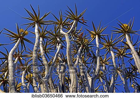 "Quiver Tree or Kokerboom (Aloe dichotoma), Keetmanshoop, Karas Region, Namibia, Africa" View Large Photo Image Stock Photograph - "Quiver Tree or Kokerboom (Aloe dichotoma), Keetmanshoop, Karas Region, Namibia, Africa". Fotosearch