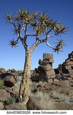 Stock Photograph - "Quiver Tree or Kokerboom (Aloe dichotoma) and rock formations at the """"Giants' Playground"""", Karas Region, Namibia, Africa". Fotosearch