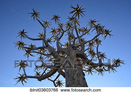 Stock Photograph - "Quiver Tree or Kokerboom (Aloe dichotoma), near Keetmannshoop, Karas Region, Namibia, Africa". Fotosearch