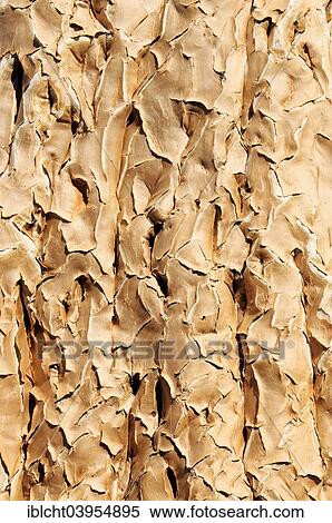 "Quiver tree or kokerboom (Aloe dichotoma), bark, Keetmanshoop, Namibia, Africa" View Large Photo Image Stock Photography - "Quiver tree or kokerboom (Aloe dichotoma), bark, Keetmanshoop, Namibia, Africa". Fotosearch